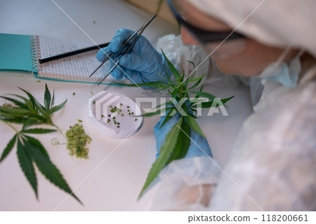 The Study and Analysis of Cannabis in a Controlled and Regulated Research Environment The Study and Analysis of Cannabis in a Controlled and Regulated Research Environment 118200661
