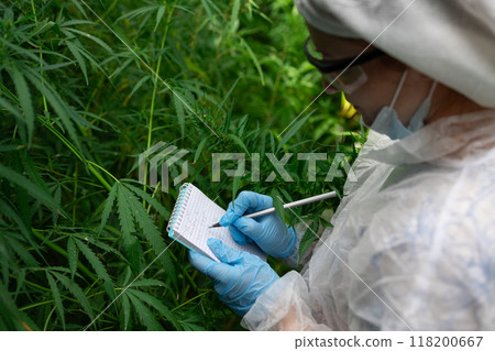 A Scientist Conducting an InDepth Examination of Cannabis Plants Inside a Greenhouse 118200667