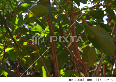 小笠原的蜥蜴和樹木 118200680