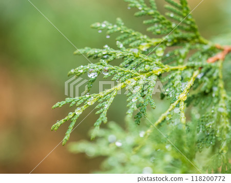 Thuja branches with drops of water after rain. Wet branches in the sunset light. Thuja branches with drops of water after rain. Wet branches in the sunset light. 118200772