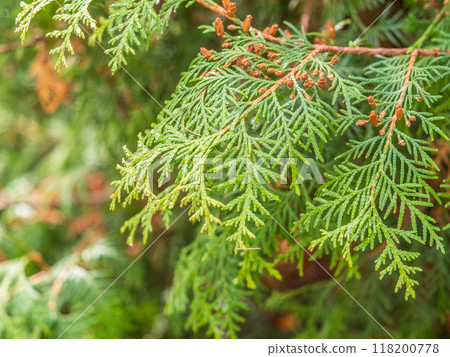Thuja branches with drops of water after rain. Wet branches in the sunset light. 118200778