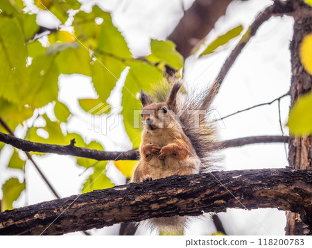 Portrait of a squirrel on a tree trunk Portrait of a squirrel on a tree trunk 118200783