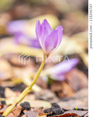 Autumn purple crocuses bloomed above the ground. 118200787