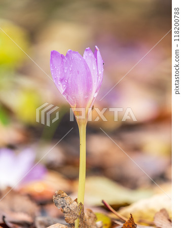 Autumn purple crocuses bloomed above the ground. 118200788