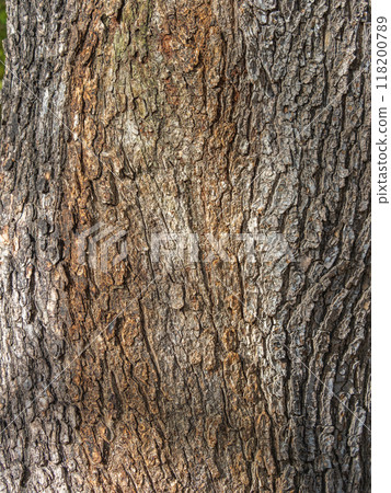 Bark texture and background of a old fir tree trunk. Detailed bark texture. Natural background Bark texture and background of a old fir tree trunk. Detailed bark texture. Natural background 118200789