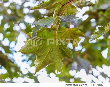 Maple branches with yellow leaves in autumn, in the light of sunset. Maple branches with yellow leaves in autumn, in the light of sunset. 118200790