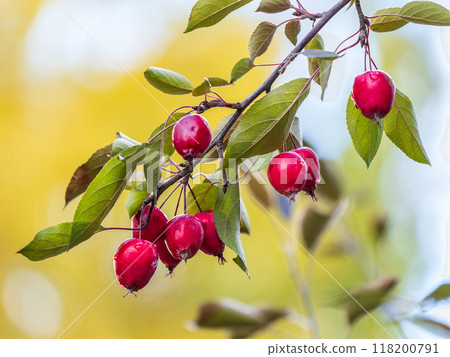 Bright red small wild apples among the yellow leaves in autumn. Bright red small wild apples among the yellow leaves in autumn. 118200791