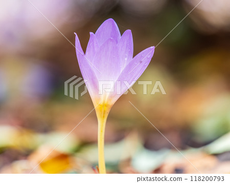 Autumn purple crocuses bloomed above the ground. Autumn purple crocuses bloomed above the ground. 118200793