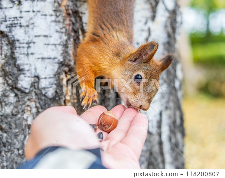 A squirrel in the autumn eats nuts from a human hand. Eurasian red squirrel, Sciurus vulgaris 118200807
