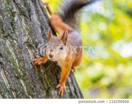 Portrait of a squirrel on a tree trunk 118200808