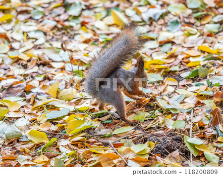 Squirrel in autumn hides nuts on the green grass with fallen yellow leaves Squirrel in autumn hides nuts on the green grass with fallen yellow leaves 118200809
