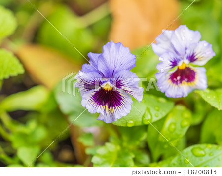 A viola pansy found in the botanical garden. viola tricolor, little pansy 118200813