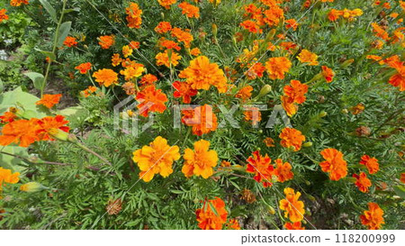 Slow motion close-up of orange carnations with large flies 118200999