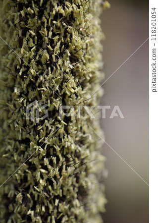 狼尾草花穗 118201054