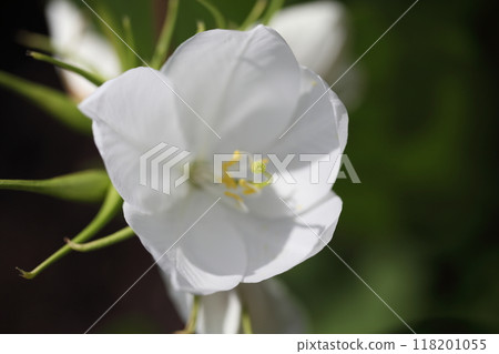 莫寬州花 118201055