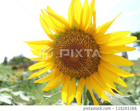 向日葵 118201168