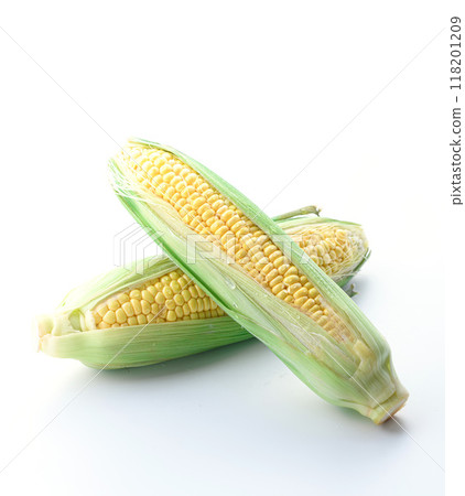 玉米（白色背景） 118201209