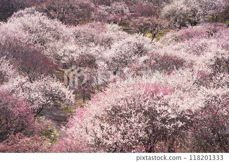 Plum blossoms at Inabe City Agricultural Park Plum blossoms at Inabe City Agricultural Park 118201333