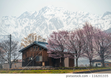 Scenery with cherry blossoms 118201335