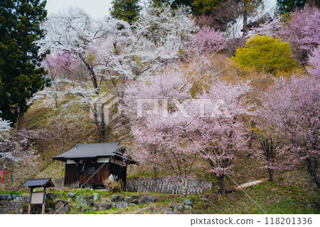 Scenery with cherry blossoms Scenery with cherry blossoms 118201336
