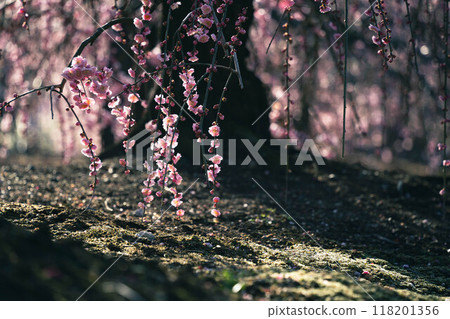 春光傾瀉紅梅 春光傾瀉紅梅 118201356