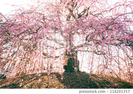 沐浴在春天陽光下的粉紅色垂李子 118201357