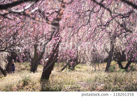 伊鍋市農業公園的梅花 伊鍋市農業公園的梅花 118201358