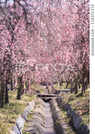 Plum blossoms at Inabe City Agricultural Park 118201359