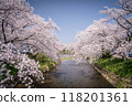 Cherry blossoms along the Gojo River 118201361