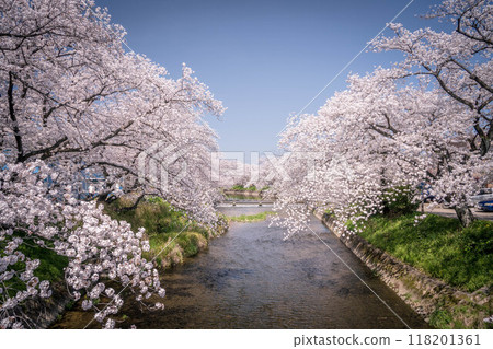 Cherry blossoms along the Gojo River 118201361