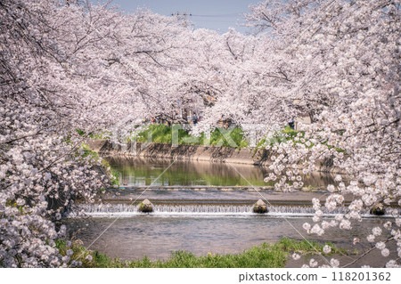 Cherry blossoms along the Gojo River 118201362