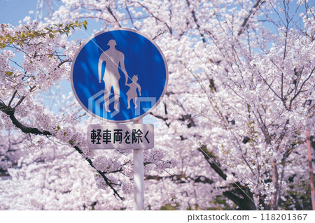 Road sign surrounded by cherry blossoms 118201367