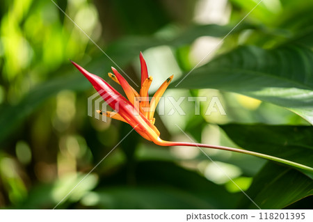 Heliconia psittacorum Heliconia psittacorum 118201395