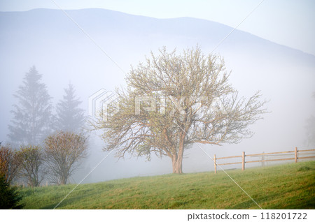 Lone tree stands majestically in grassy field, partially shrouded in morning mist. Soft fog creates serene and ethereal atmosphere, with wooden fence and distant trees barely visible in background. Lone tree stands majestically in grassy field, partially shrouded in morning mist. Soft fog creates serene and ethereal atmosphere, with wooden fence and distant trees barely visible in background. 118201722