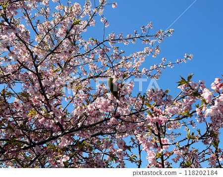 Cherry blossoms in full bloom and a Japanese bush warbler 118202184
