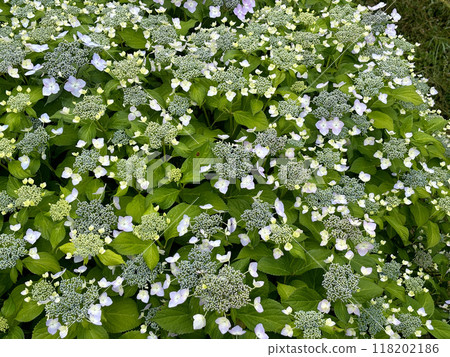  Gaku hydrangea 118202186