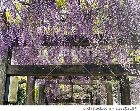 Wisteria trellis in full bloom Wisteria trellis in full bloom 118202194