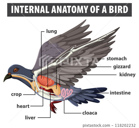 Internal Anatomy of a Bird 118202232