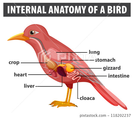 Internal Anatomy of a Bird Internal Anatomy of a Bird 118202237