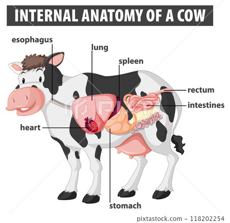 Internal Anatomy of a Cow 118202254