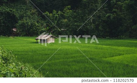 Aerial view of the rice fields,High angle view of rice fields in the rainy season Aerial view of the rice fields,High angle view of rice fields in the rainy season 118202570