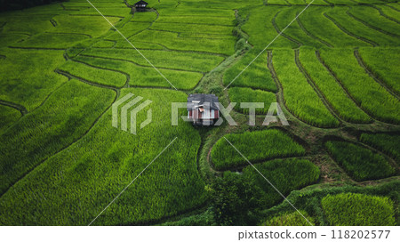 Aerial view of the rice fields,High angle view of rice fields in the rainy season 118202577