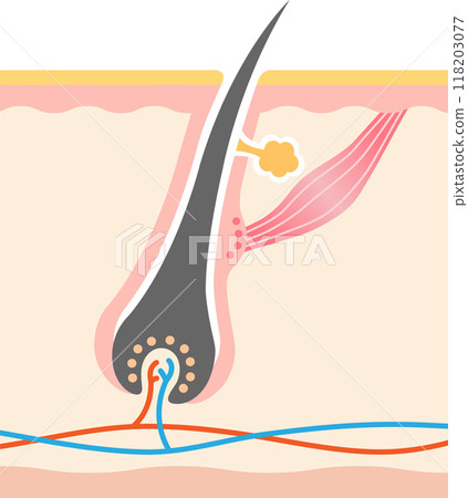 Hair root skin cross section 118203077
