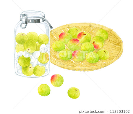 A set of handmade plum syrup and green plums in a glass bottle Hand-drawn watercolor illustration 118203102