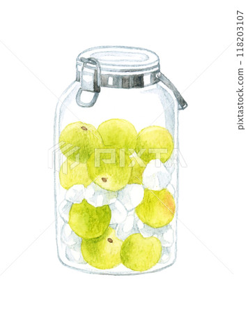 Unripe plums and rock sugar (plum syrup) in a glass bottle Hand-drawn watercolor illustration 118203107