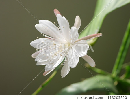 月公主美人花20240803 118203220