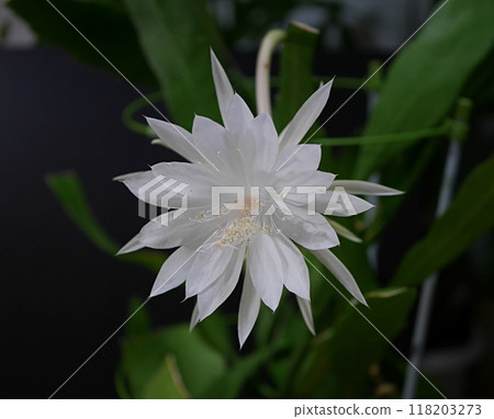 Thirteenth Night Beauty Flower 20240902 118203273