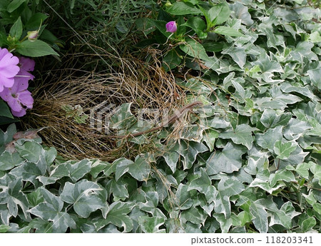 Japanese grass lizard on the grass 202405 118203341