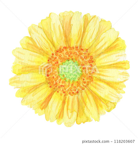 水彩手繪花朵:正面:黃色非洲菊的花語是“極致之美”和“友誼”,非常適合作為禮物 水彩手繪花朵:正面:黃色非洲菊的花語是“極致之美”和“友誼”,非常適合作為禮物 118203607