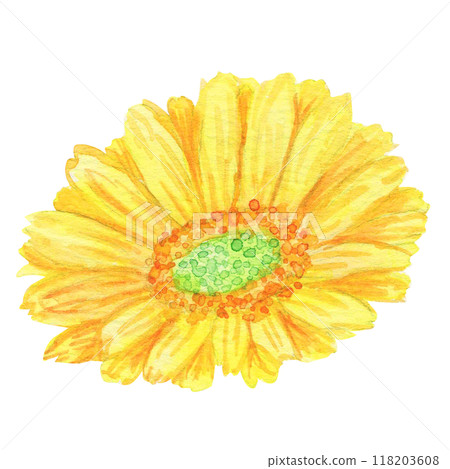 水彩手繪花朵：對角線：黃色非洲菊的花語代表“極致之美”和“友誼”，非常適合作為禮物。 118203608